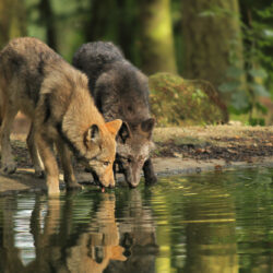 seguros para cotos de caza